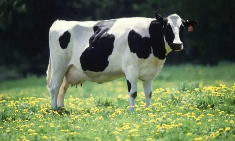 Hvad symboliserer en ko i en drøm?