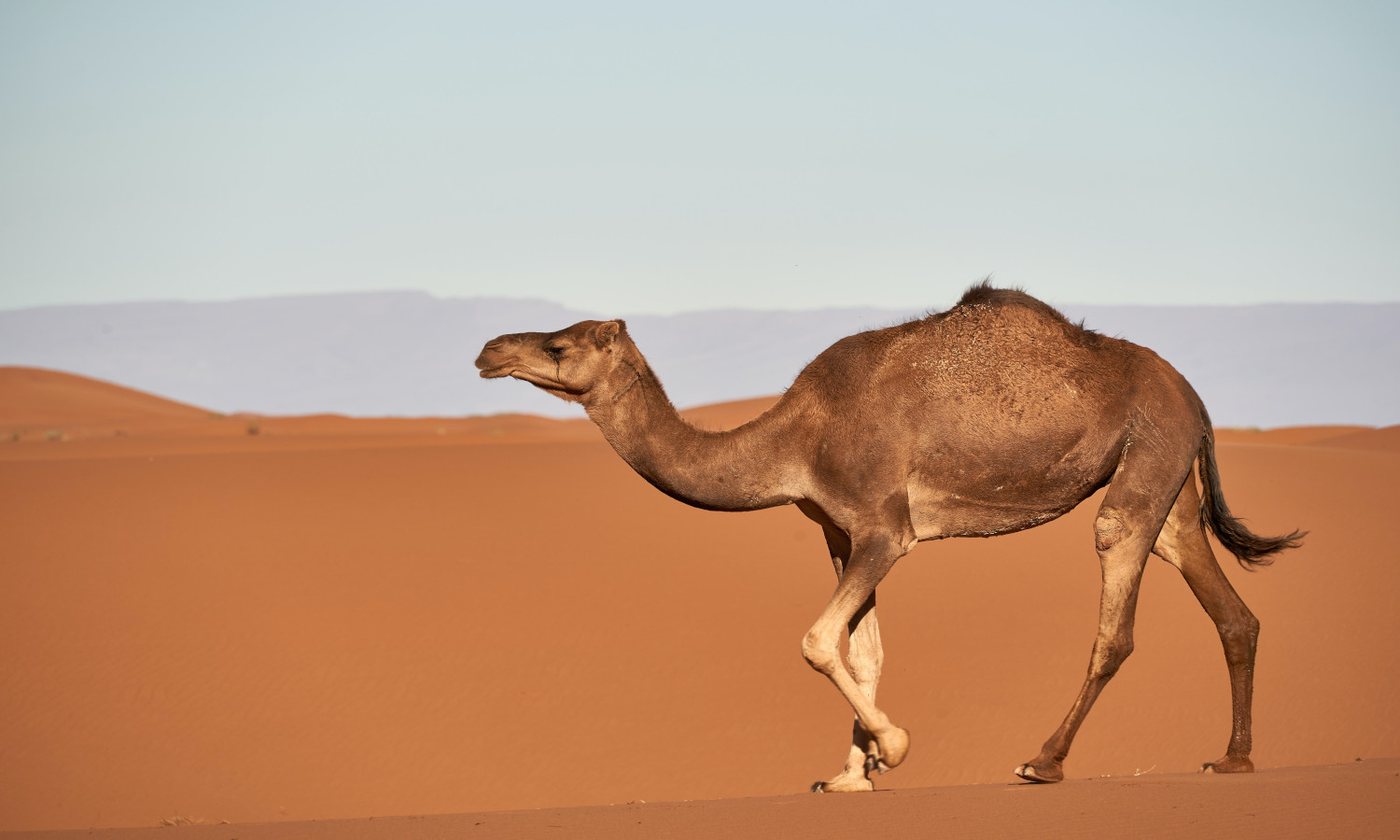 Drømmer om en kamel - tolkning av drømmer