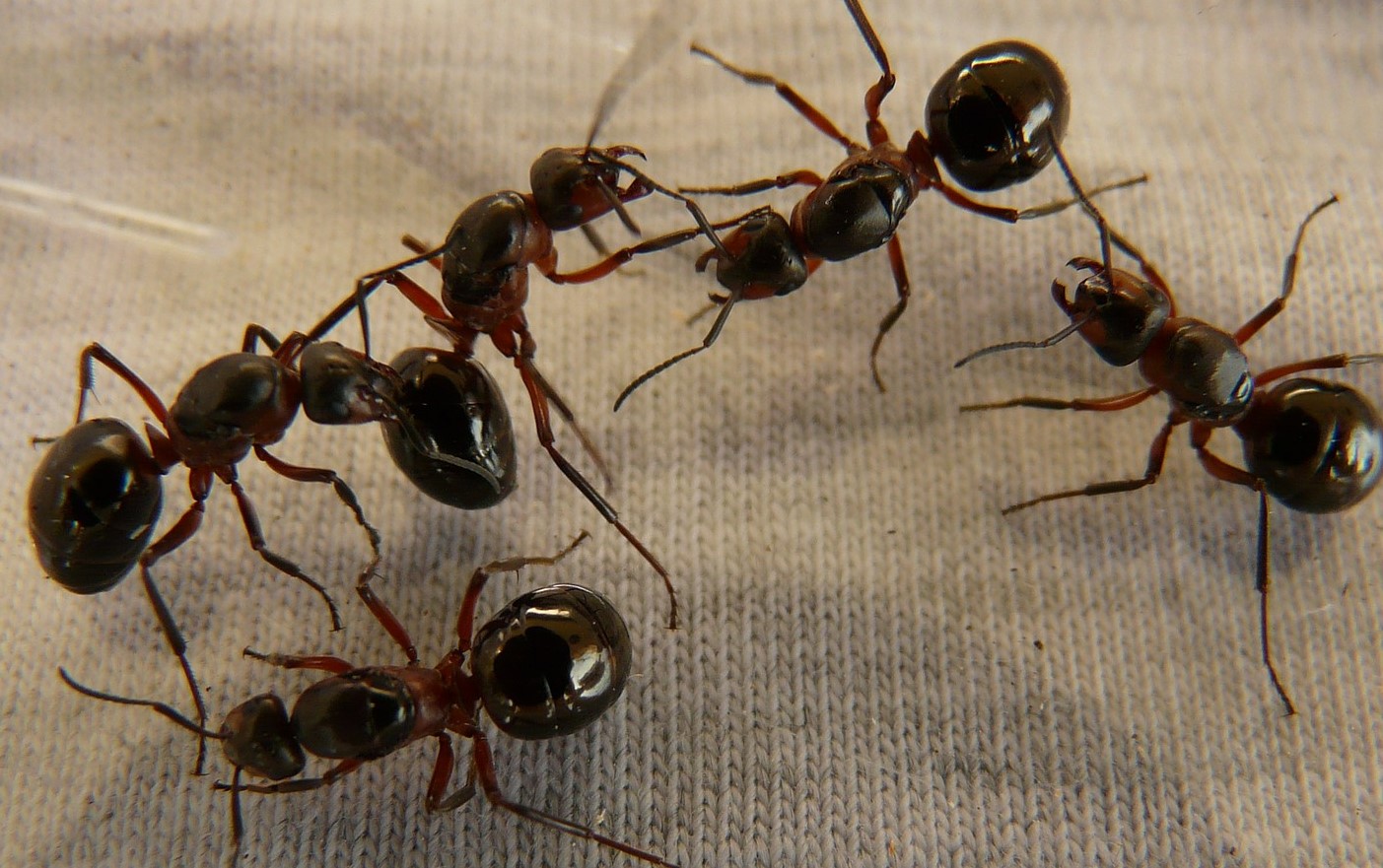 Sognu di scarafaggi è formiche - interpretazione di i sogni