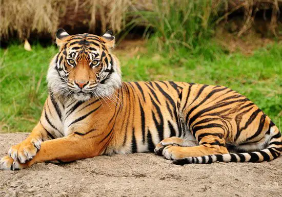 Videns tigris in somnio