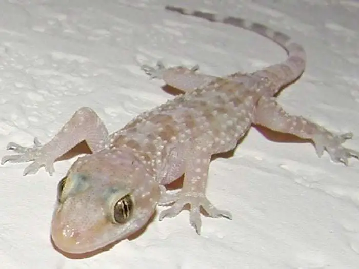 A bheil gecko ann am bruadar a’ comharrachadh draoidheachd?