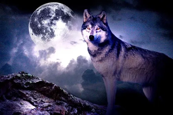 Å se en ulv i en drøm