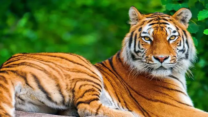 အိပ်မက်ထဲတွင် ကျားတစ်ကောင်မှ လွတ်မြောက်သည်။