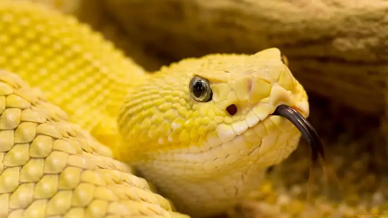 Serpente gialla in un sognu