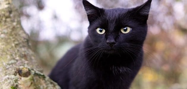 القطط السوداء في المنام