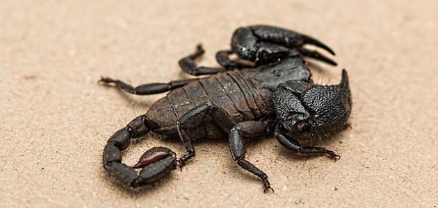 Ukuhunyushwa kwephupho mayelana ne-scorpion