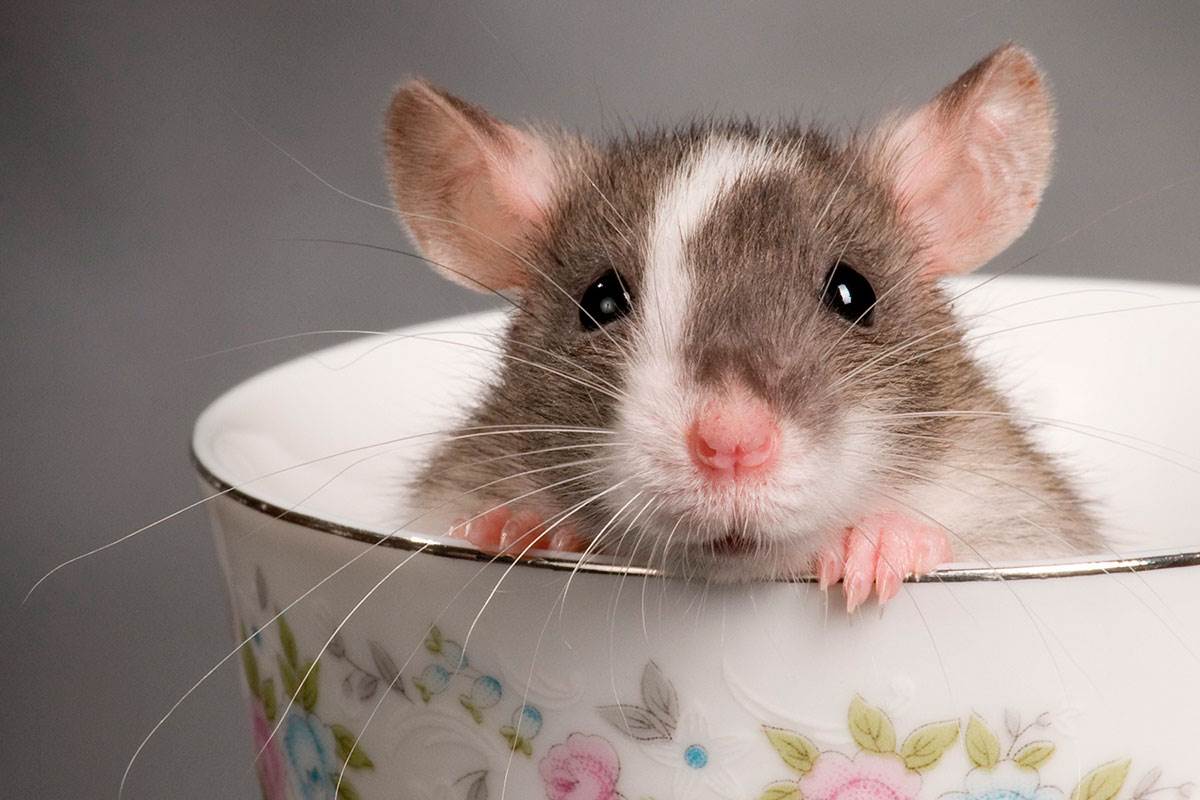  الفأر في المنام - تفسير الاحلام