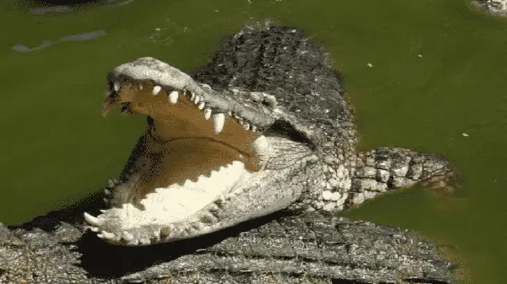 Vidante krokodilon en sonĝo