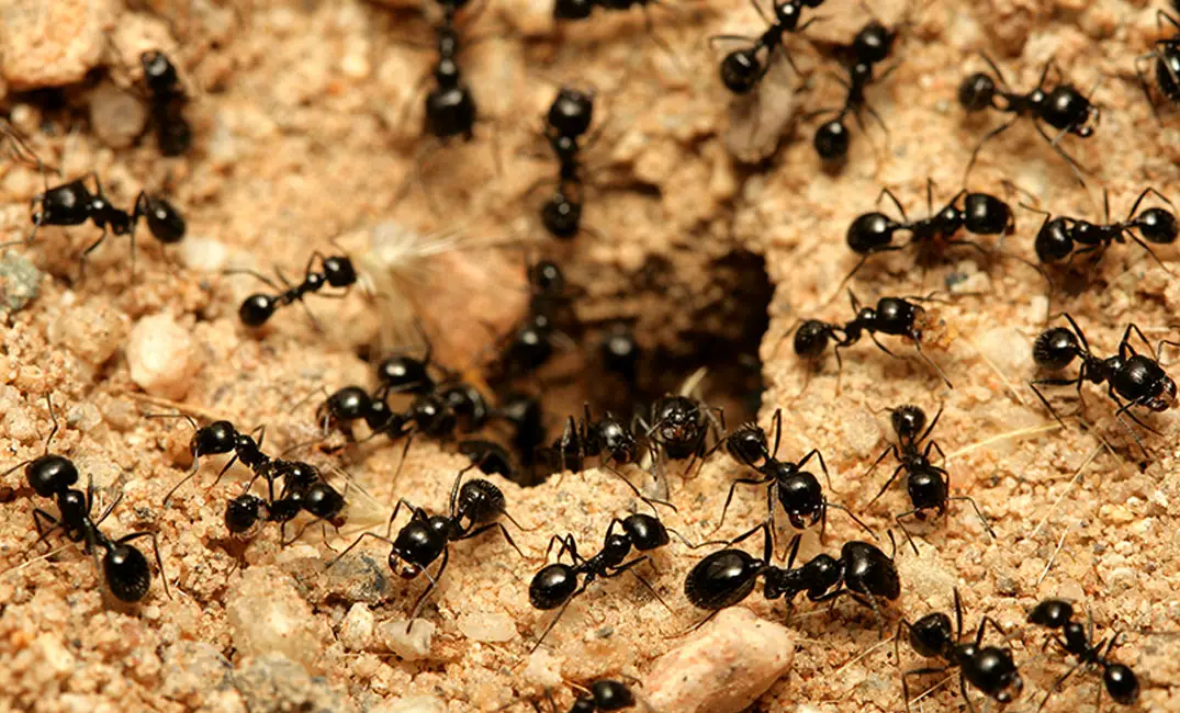  النمل في المنام للمتزوجة - تفسير الاحلام