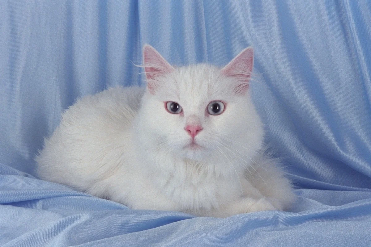 Bijela mačka u snu