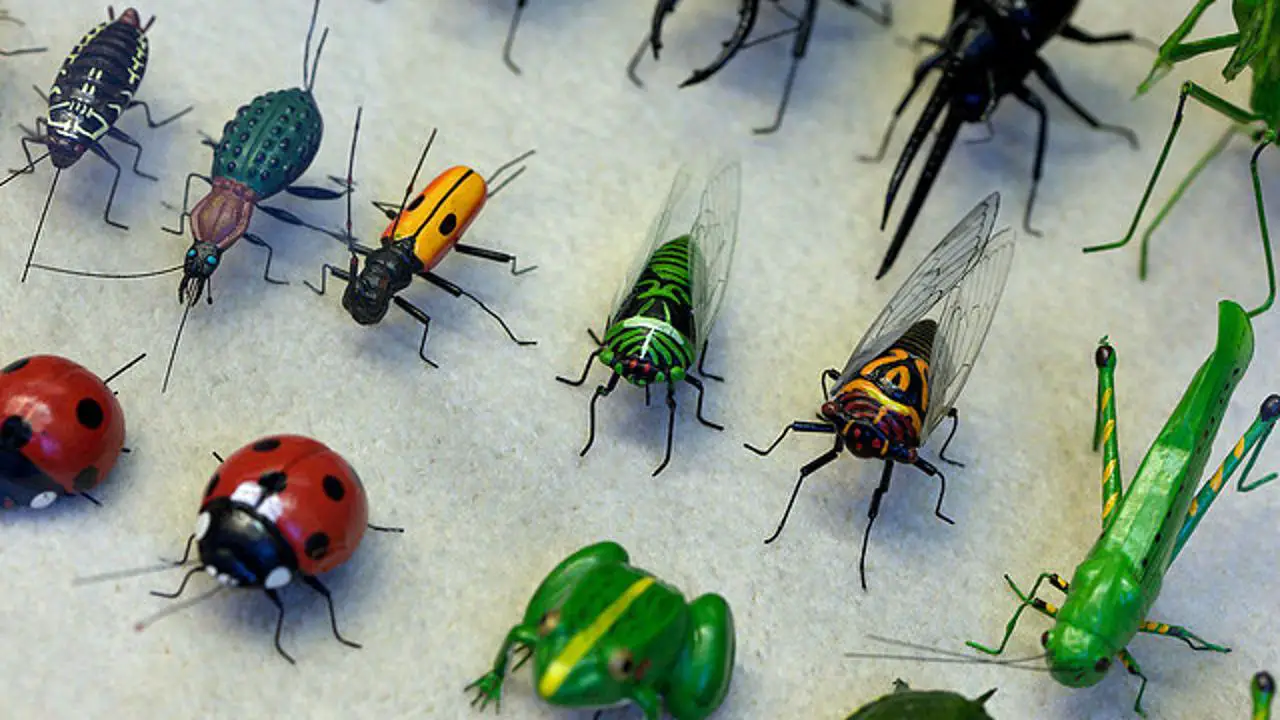 Tolkning av en drøm om insekter
