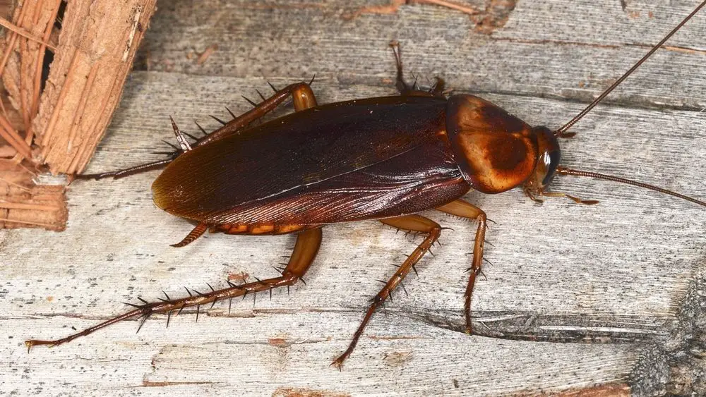Tolkning av en drøm om store kakerlakker