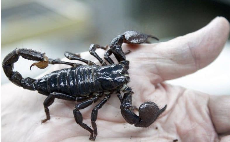 Vidante skorpion en sonĝo