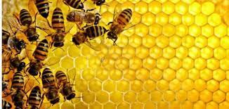  حلم النحل - تفسير الاحلام