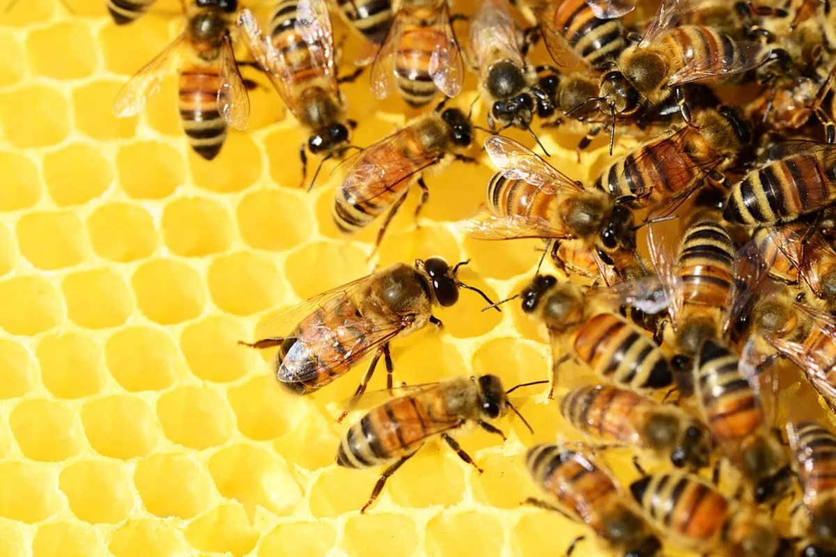 ပျားများအကြောင်း အိပ်မက်ကို အဓိပ္ပာယ်ဖွင့်ဆိုသည်။