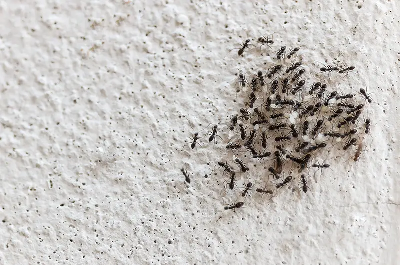  تفسير حلم النمل الاسود