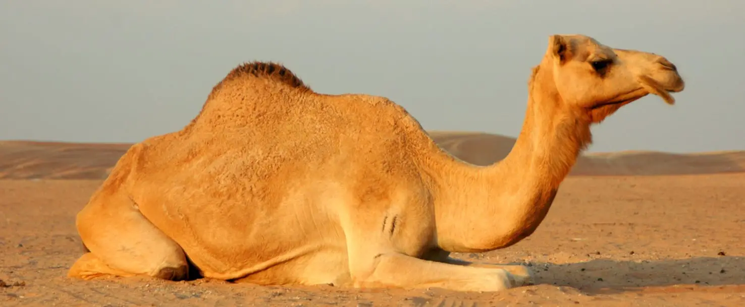 At se en kamel i en drøm for enlige kvinder