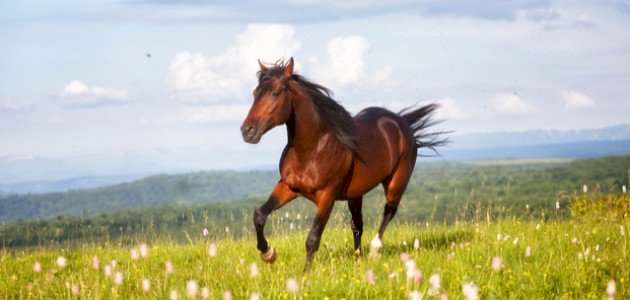 Å se en hest i en drøm for single kvinner