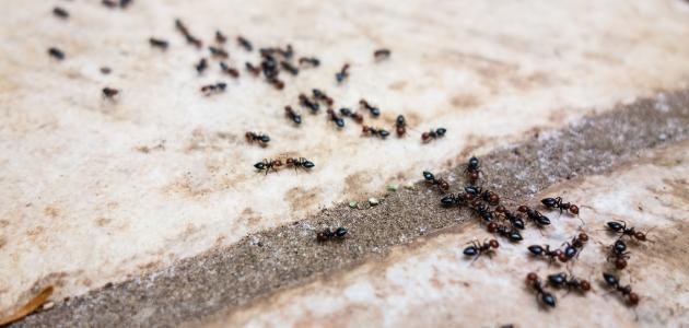  النمل الاسود في المنام