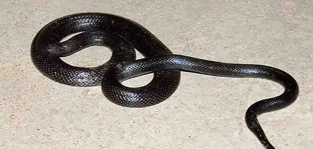 Tolkning av en drøm om en svart slange som jager meg