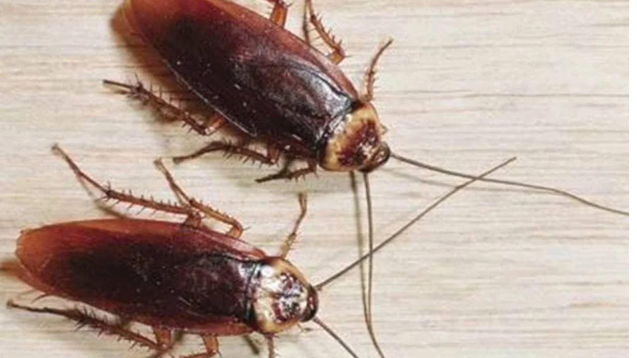 Fortolkning af kakerlakker i en drøm