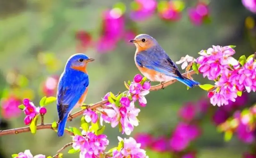 تفسير حلم العصافير الملونة