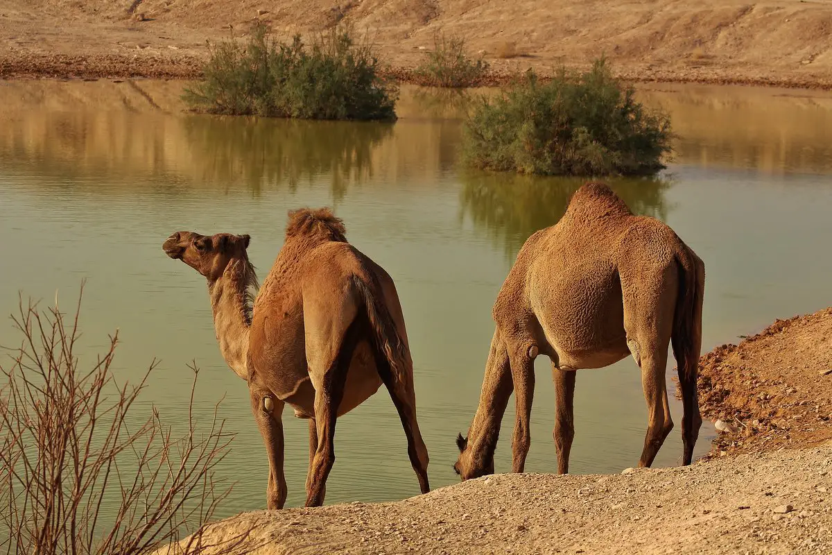 Interpretación de un sueño sobre el ataque de un camello
