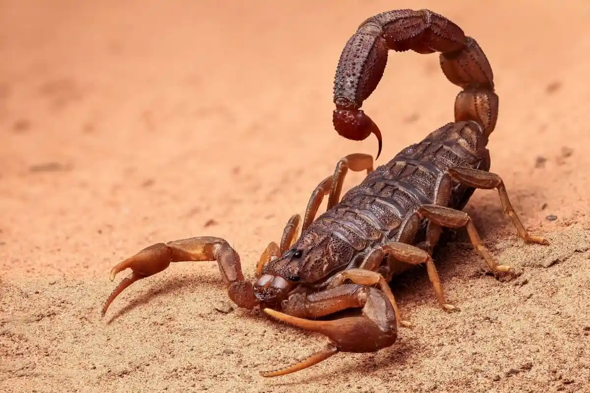 Ukuhunyushwa kokubona i-scorpion ephusheni