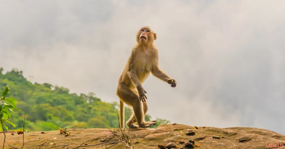 အိပ်မက်ထဲတွင် မျောက်တစ်ကောင်အကြောင်း အိပ်မက်အနက်ပြန်ဆိုခြင်း