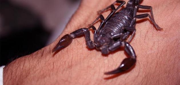 Fortolkning af en drøm om en skorpion, der stikker i højre hånd
