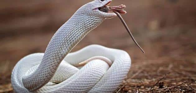 Beyaz yılanla ilgili rüyanın yorumu