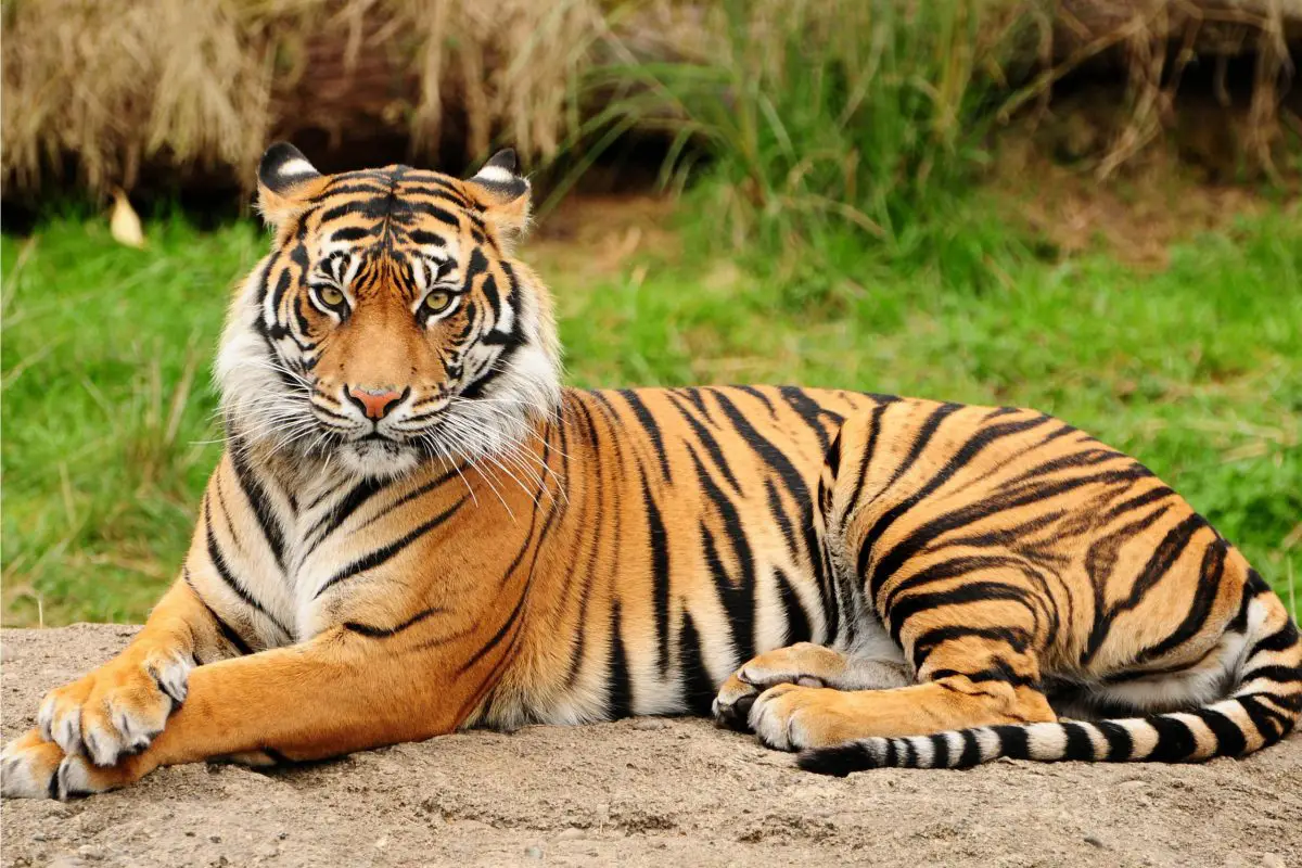 Tiger i en drøm