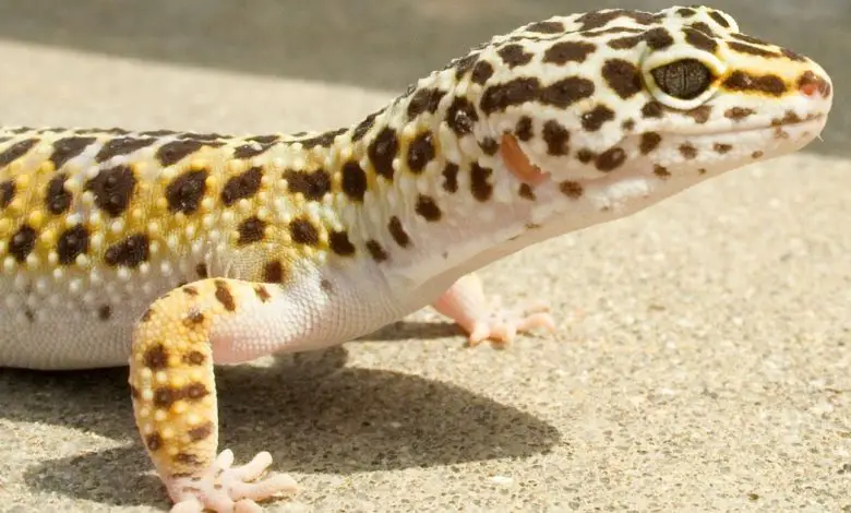 Interpretazione di un sognu di vede un gecko