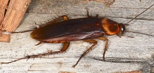 Cockroaches ann an aisling
