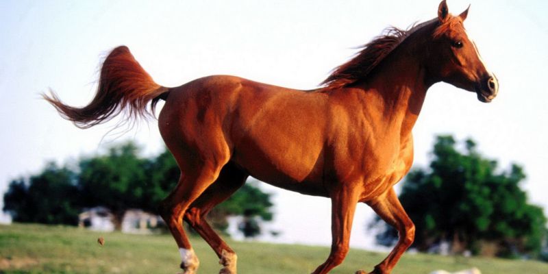 تفسير حلم الخيول