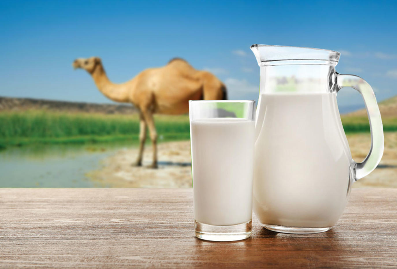 حليب الابل في المنام