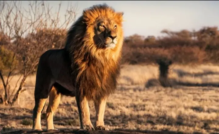 رؤية الأسد في المنام للمتزوجة