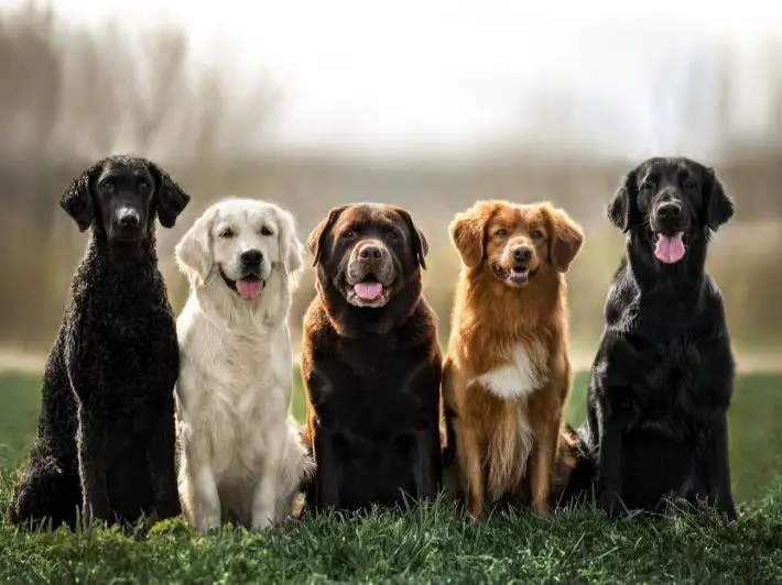  أنواع الكلاب المنزلية - تفسير الاحلام