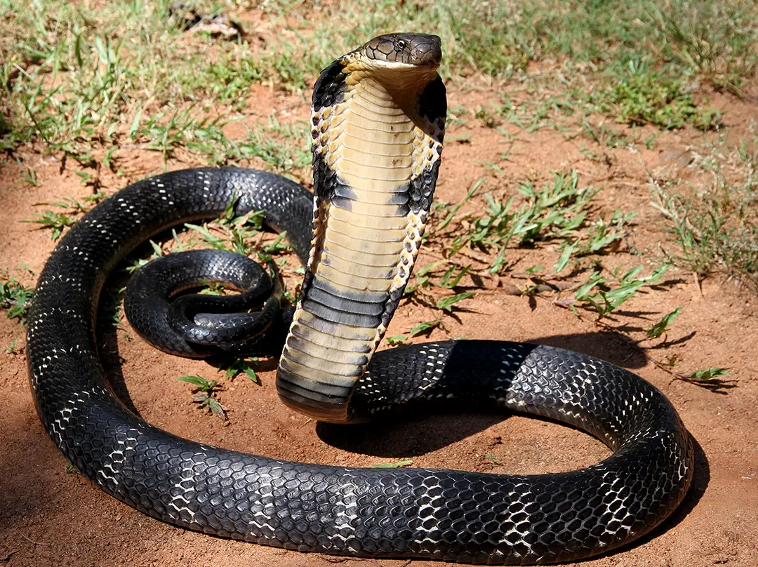 12   The Mystical King Cobra and Coffee Forests - تفسير الاحلام