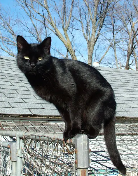 Blackcat Lilith - Drømmetydning