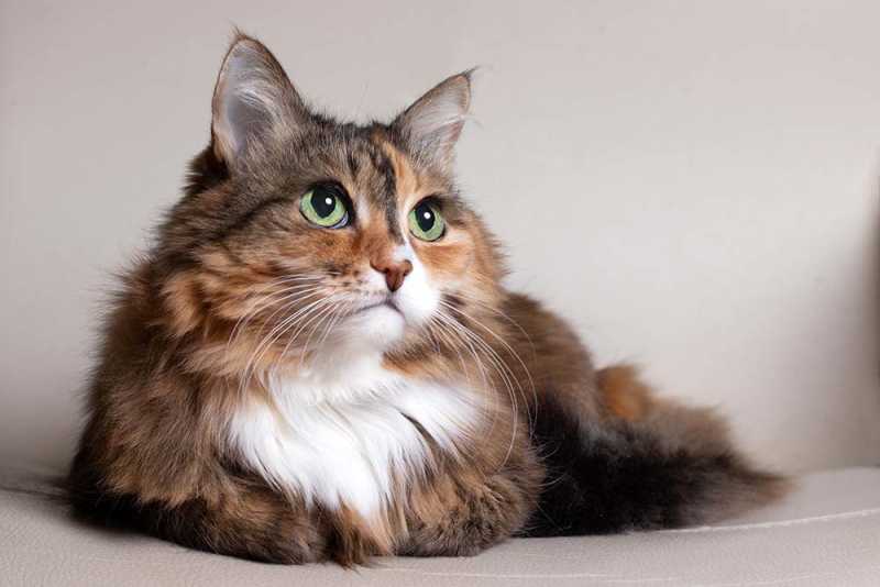 Старшая длинношерстная кошка изменила размер – сонник