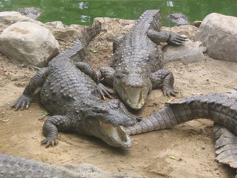 crocodile6 - Ukuhunyushwa amaphupho