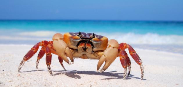 Crab body - interpretazione di i sogni