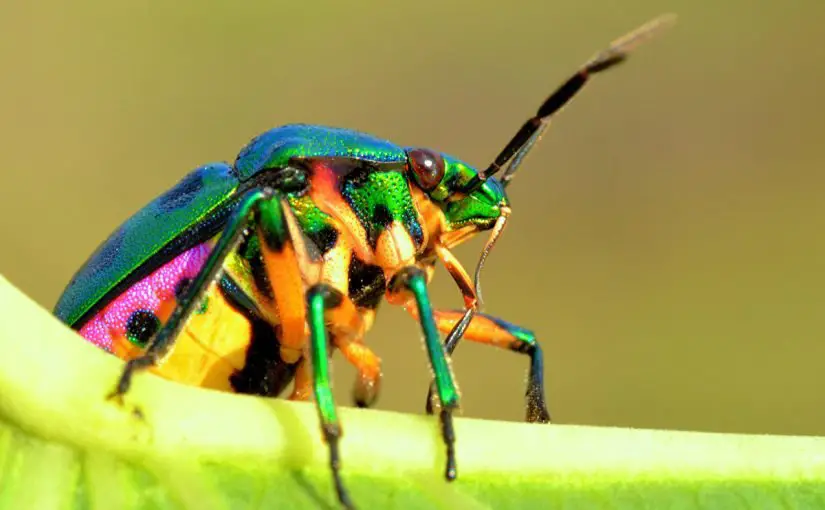 حلم هجوم الحشرات - تفسير الاحلام