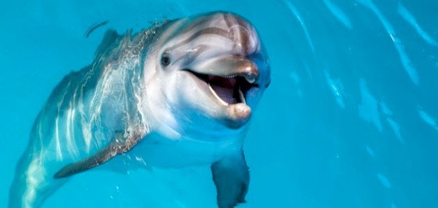 Дельфин амьсгалдаг - мөрөөдлийн тайлбар