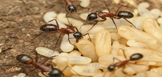 ما هو تأويل ابن سيرين النمل والدود في المنام ؟