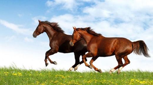 Tolkning av å se hester i en drøm av Ibn Sirin