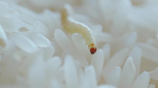 Tumačenje viđenja bijelih crva u snu od Ibn Sirina