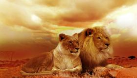 इब्न सिरिन के अनुसार एक आदमी के लिए सपने में शेर देखने की क्या व्याख्या है?