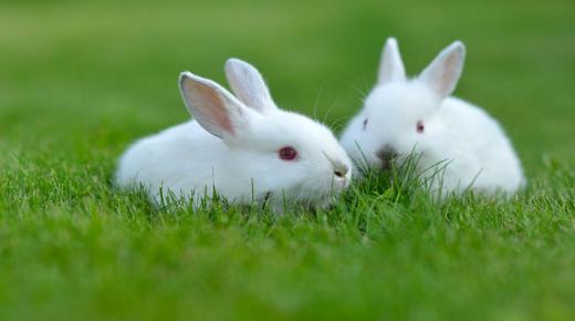تعبیر خواب خرگوش ابن سیرین چیست؟